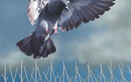 Description: bird spikes